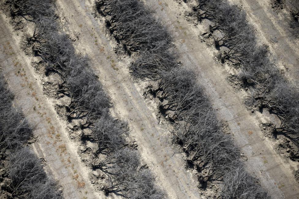 A field of dead almond trees is seen in Coalinga in the Central Valley, California, United States May 6, 2015.