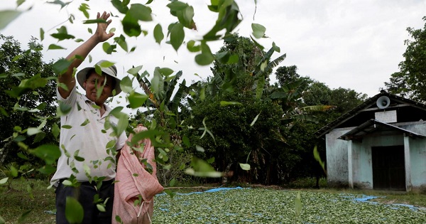 A man spreads coca leaves on the ground to be sun dried outside a church in President Evo Morales' hometown of Villa 14 de Septiembre in the Chapare region in Cochabamba October 11, 2014.