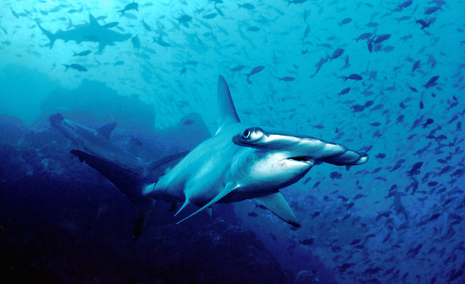 The hammerhead sharks grow as long as three meters (yards) and live for up to 50 years.