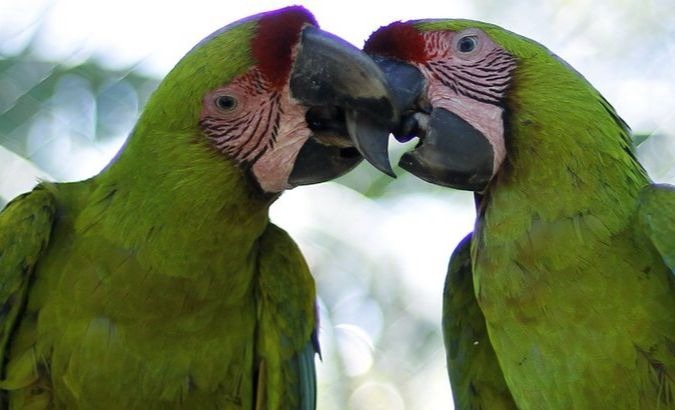 Two Millitary Macaws
