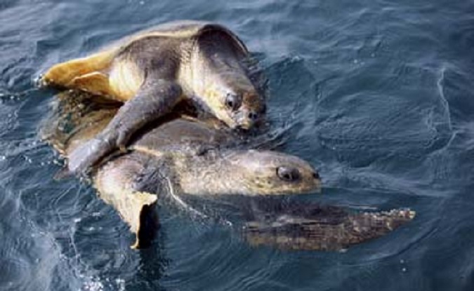 A pair of Olive Ridley turtles mate along the Bay of Bengal near Rushikulya, about 130 km from Bhubaneswar, January 4, 2009.