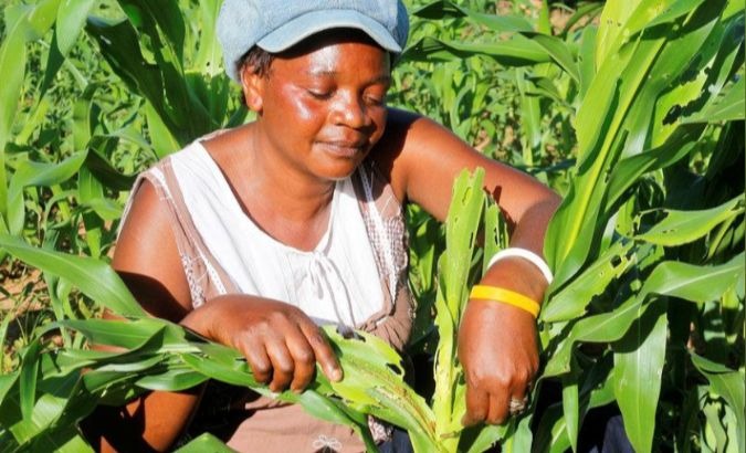 Women comprise 50 per cent or more of the agricultural labour force in parts of Africa and Asia.
