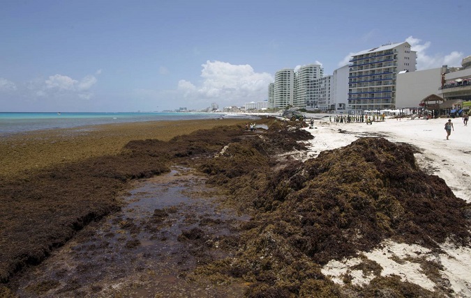 The growth of algae on the Caribbean coast is related to a rise in sea temperatures.