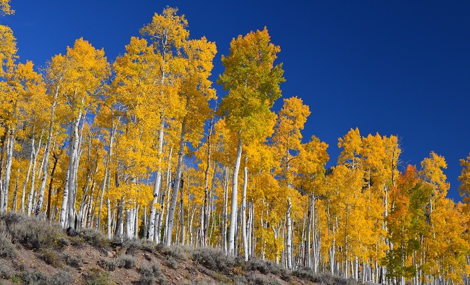 The Pando grove, standing roughly 30 meters high and spanning over 100 acres, has survived for at least 80,000 years.