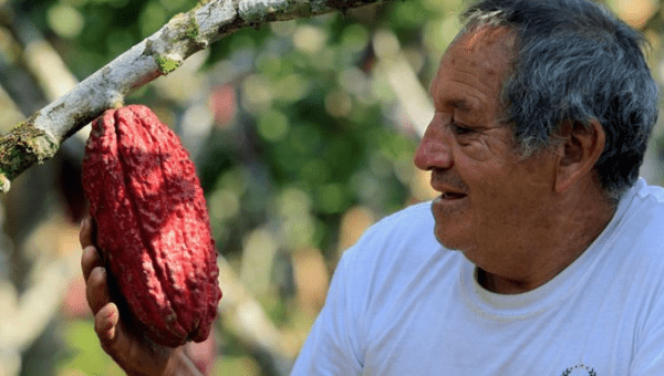 An Ecuadorean farmer holds a cacao fruit in Las Naves, some 350 km (217 mi) southwest of Quito, September 26, 2010.