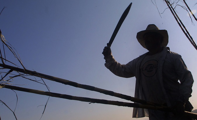 FILE PHOTO: A Mexican campesino chopping sugar canes in Acatzingo, central Mexico.