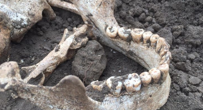 Lower jaw bone of male likely from the Bato culture found in Las Brisas de Santo Domingo, Chile. Dec. 3, 2018.