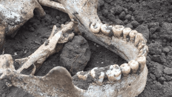 Lower jaw bone of male likely from the Bato culture found in Las Brisas de Santo Domingo, Chile. Dec. 3, 2018. 