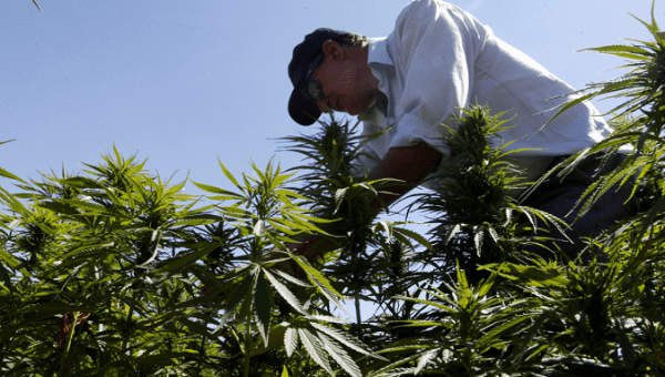 A farmer picks cannabis near Baalbek, Lebanon Aug. 13, 2018.
