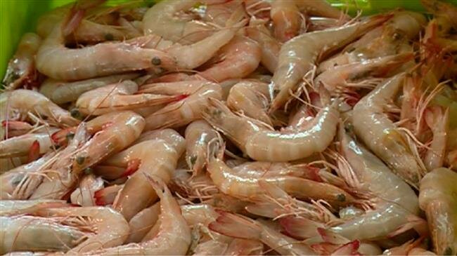 Iranian shrimp