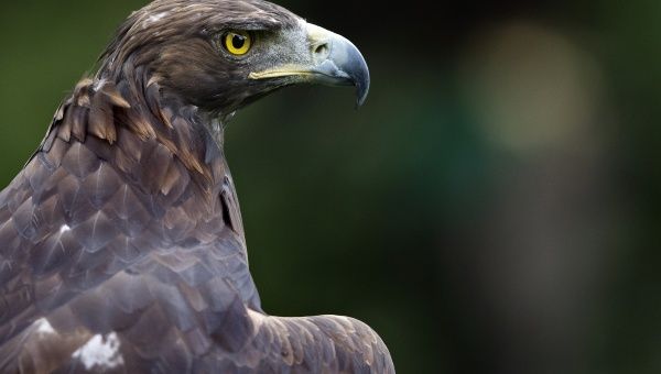 The Golden Eagle, on the verge of extinction in the very country that has it on its coat of arms (AFP)