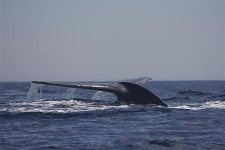 A blue whale surfaces in the Bass Strait waters off Australia January 16, 2012. (Photo: REUTERS)