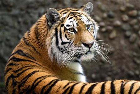 Tigers remain critically endangered due to hunting and habitat destruction. (Photo: Reuters)