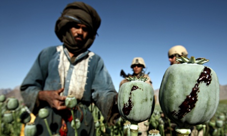 Afghanistan harvests over 80 percent of the world's opium poppies, which fuels a US$60 billion dollar global heroin trade. (Photo; Reuters)