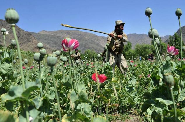 Afghanistan Opium Harvest Sets Record in 2014