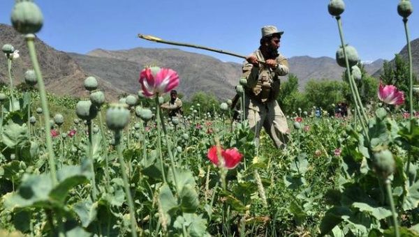 Afghanistan Opium Harvest Sets Record in 2014