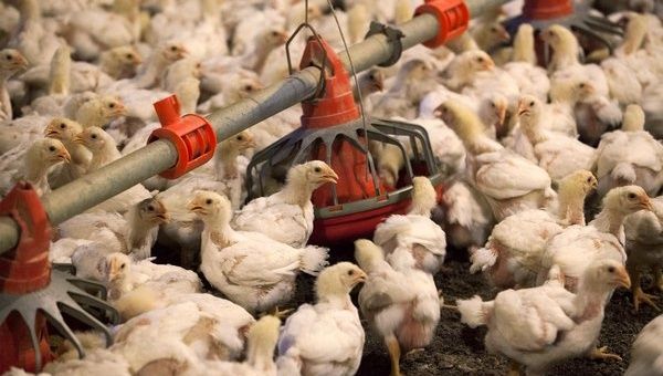 Industrial-scale animal farming contributes to antibiotic-resistant infections in humans.