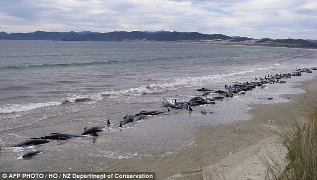 In 2011, 107 pilot whales were found stranded on a remote beach in Cavalier Creek on Stewart Island, off the southern tip of New Zealand's South Island.