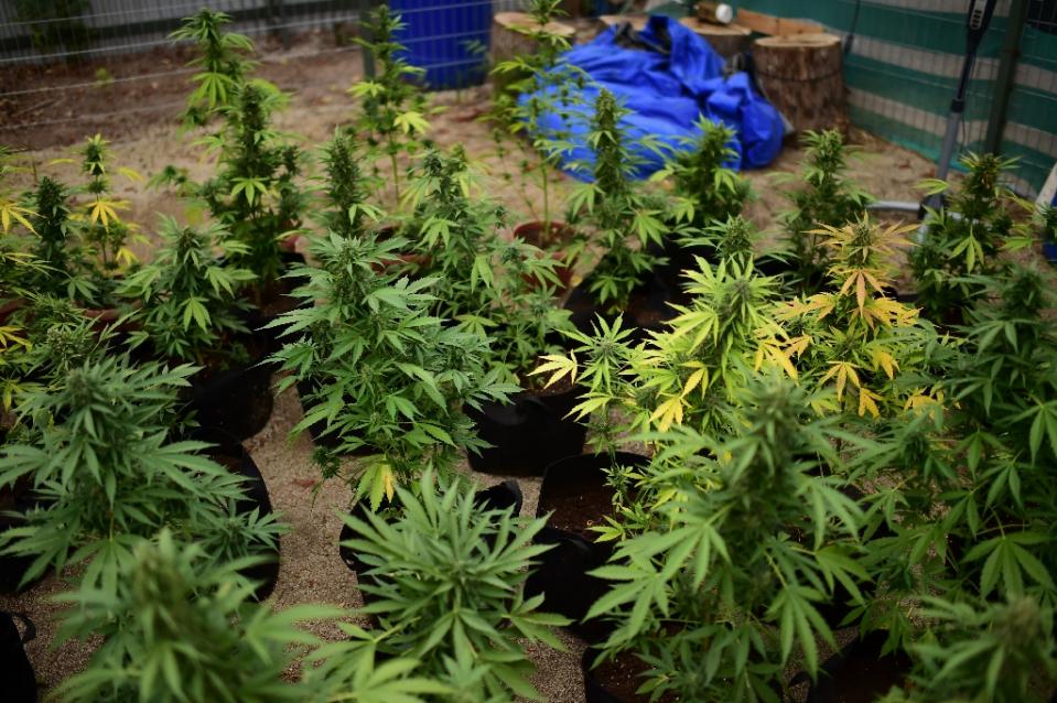 Cannabis plants at a lab in Santiago on April 7, 2015.