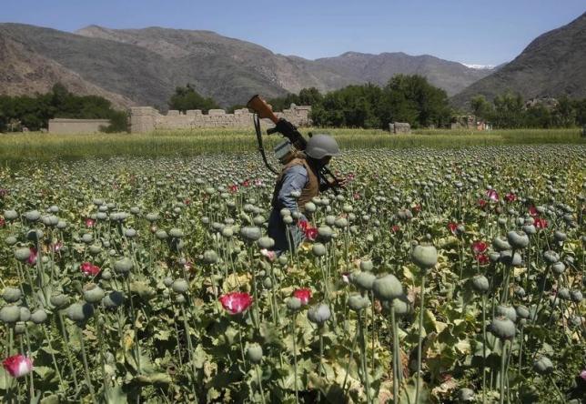 An Afghan policeman destroys poppies during a campaign against narcotics in Kunar province