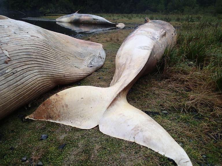 Sei whales, internationally protected after being hunted nearly to extinction during the middle of the 20th century, are shown beached in the Gulf of Penas, Chile on Apri 21, 2015