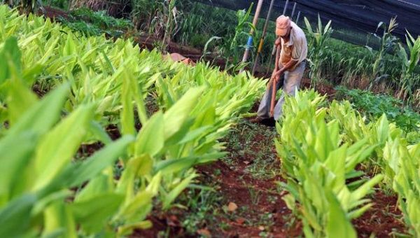 Small farmers and communal councils have been the protagonists in advancing Venezuelan food security, with the help of favorable agrarian policy.
