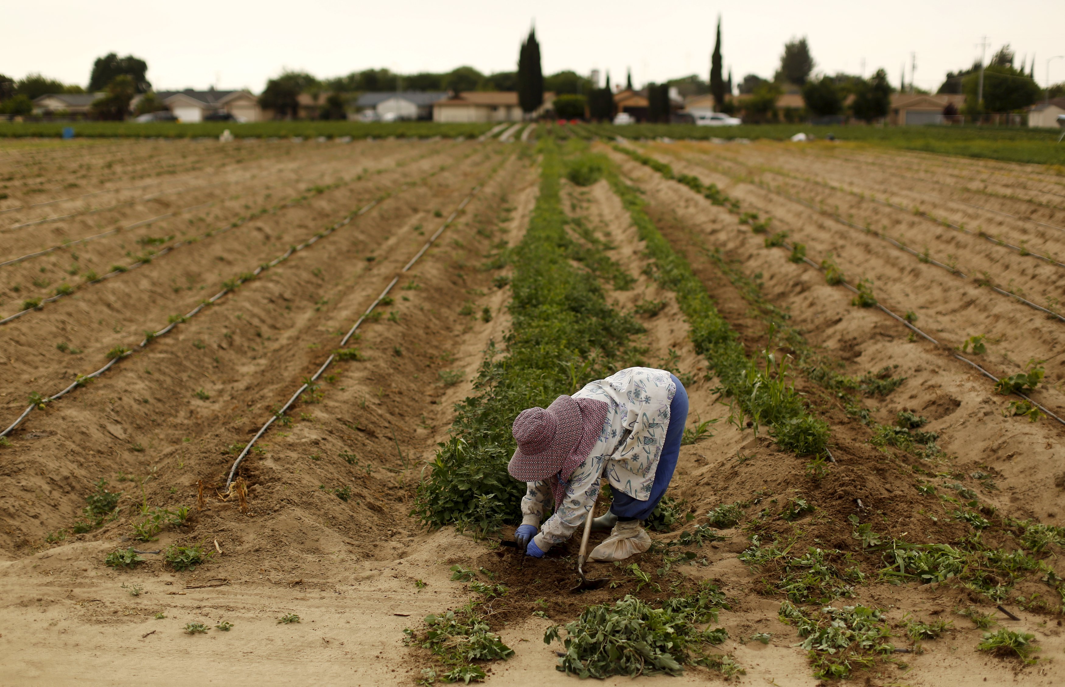 A worker tends to a farm field in Livingston, California.
