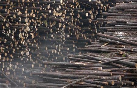 The global illegal timber trade could be worth as much as US$100 billion a year.