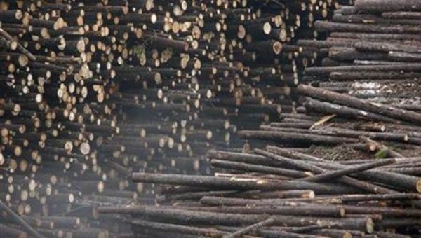 The global illegal timber trade could be worth as much as US$100 billion a year.