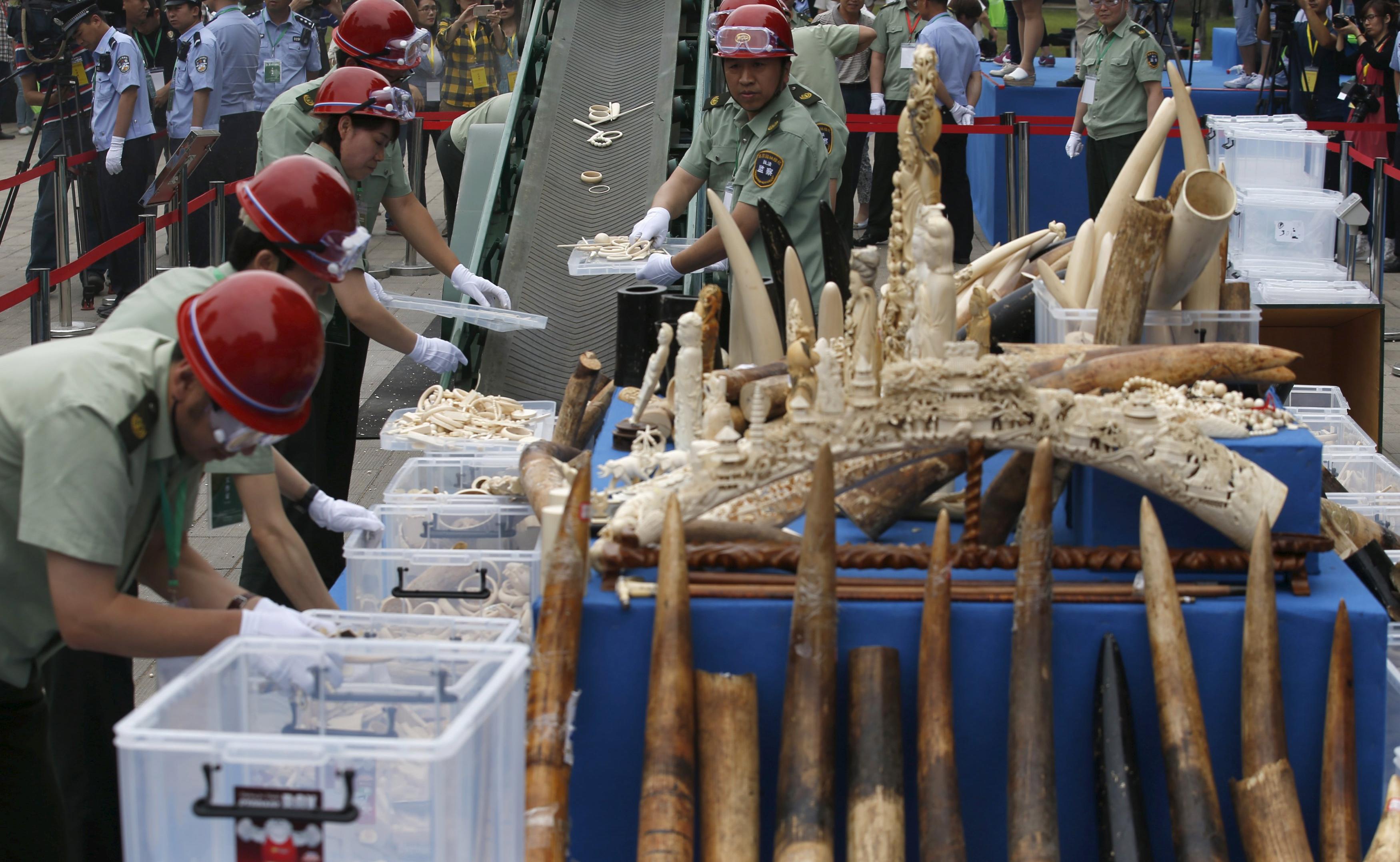 Government officials place ivory tusks and products on a conveyor belt to a crusher at a confiscated ivory destruction ceremony in Beijing.