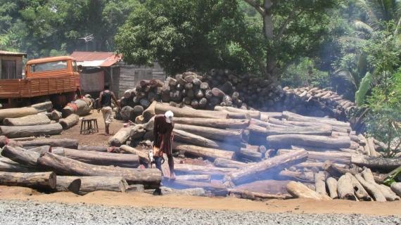 Illegal logging has been a serious problem in Peru's Amazon.