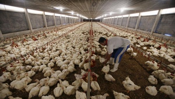 The United States' poultry industry has been hard hit by a bird flu epidemic since late last year.