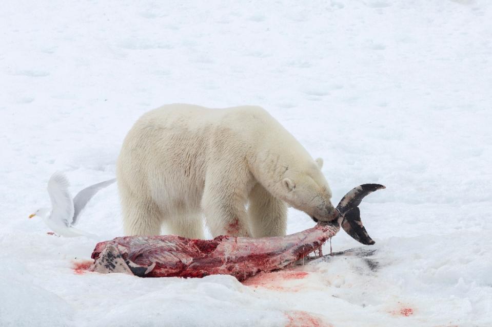 A polar bear feasting on a dolphin in the Norwegian Arctic, something that had not been witnessed before 2014.