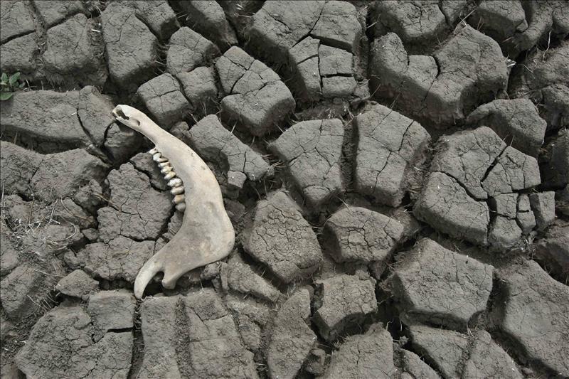 Drought and deforestation are affecting more and more parts of the world.