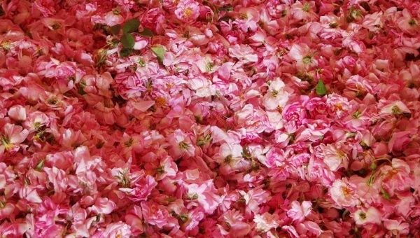 Turkey's prized harvest of Damascus roses at a rose-oil plant in Isparta, Turkey, May 31, 2015.
