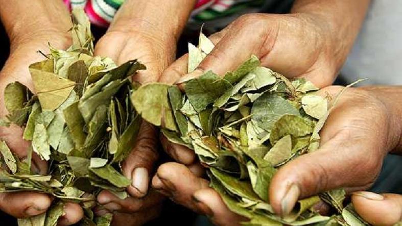 Coca leaves are considered part of the cultural heritage of Bolivia.