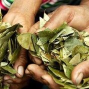 Coca leaves are considered part of the cultural heritage of Bolivia.