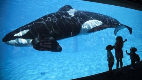 Young children get a close-up view of an Orca killer whale during a visit to the animal theme park SeaWorld in San Diego, California March 19, 2014.