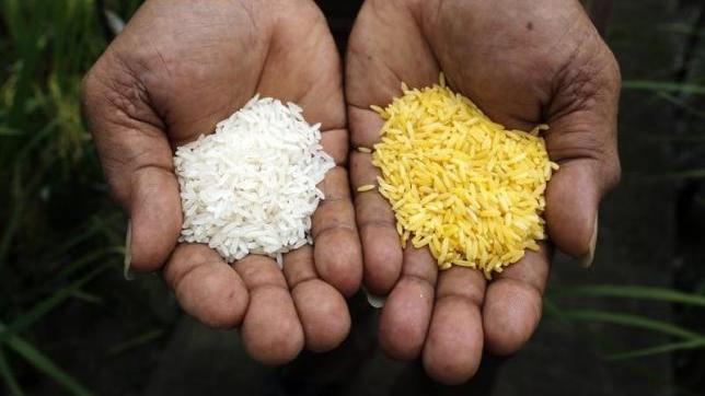 A scientist shows ''Golden Rice'' (R) and ordinary rice at the International Rice Research Institute in Los Banos, Laguna south of Manila, August 14, 2013.