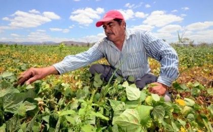A Honduran farmer tends to his bean crop.