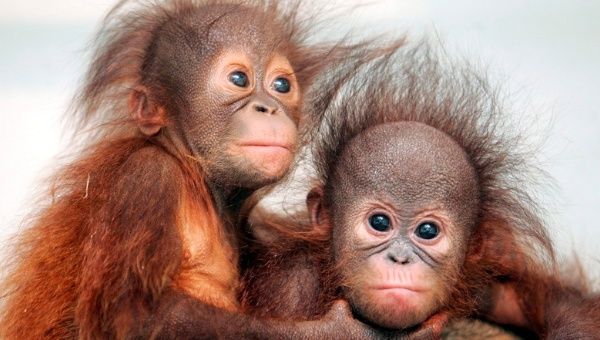 Irma and Nia, five month old Bornean orangutans, were born in an Indonesian zoo. In the wild, they face extinction.