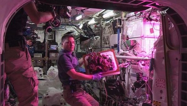 ISS crewmember showing harvest of lettuce.