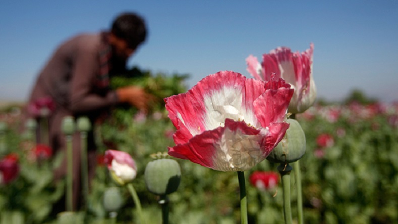 Heroin comes from poppy plants, which are cultivated widely in Afghanistan and Mexico, among other countries.