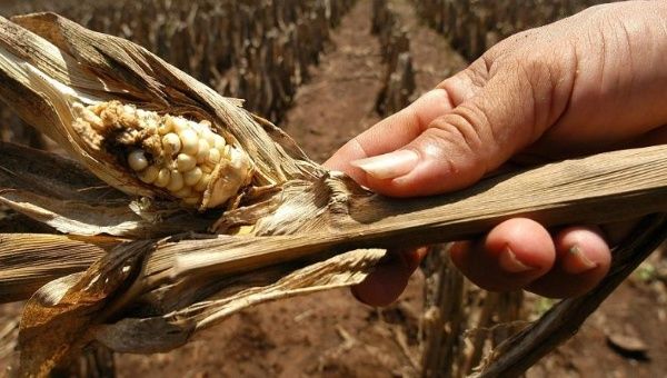 A farmer shows a cob of corn, parched by drought. 