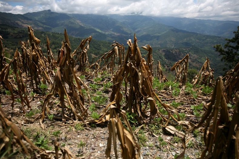 The drought in Central America and the Caribbean has affected 1.6 million campesino families.