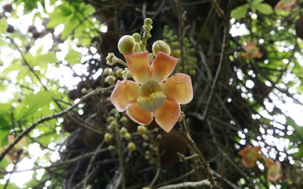 The province of Camaguey concentrates the highest rate of endemic plants in the whole island.