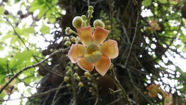 The province of Camaguey concentrates the highest rate of endemic plants in the whole island.