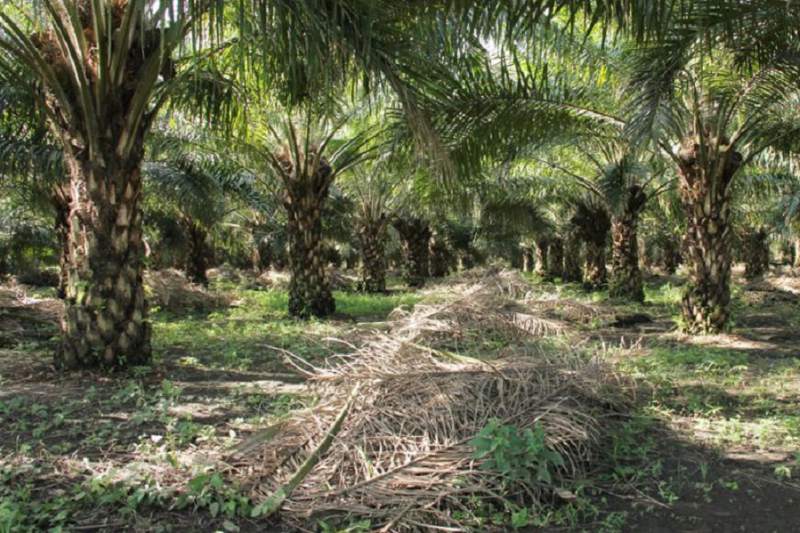 Palm oil fields in Guatemala