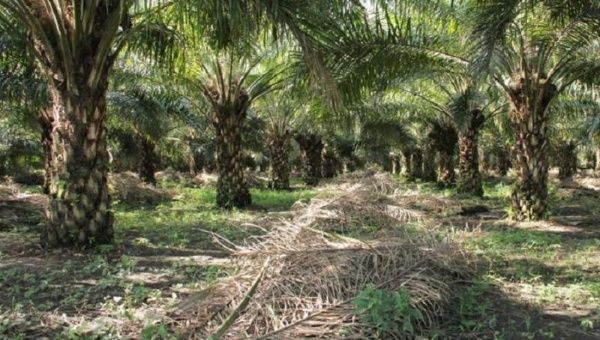 Palm oil fields in Guatemala 