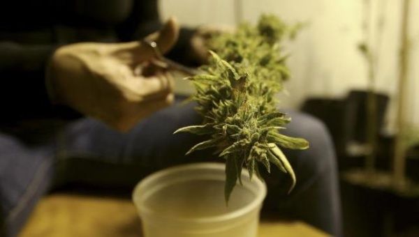 A marijuana home grower works on a marijuana flower in Montevideo in this March 7, 2014.